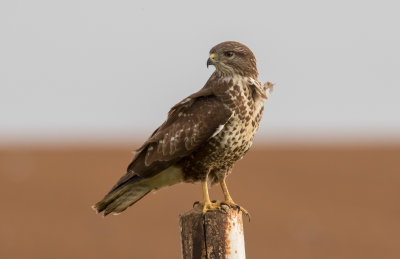 Common Buzzard