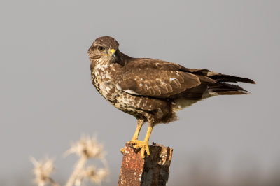 Common Buzzard