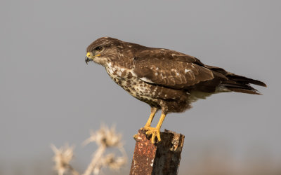 Common Buzzard