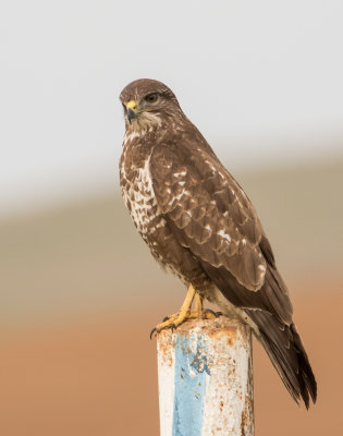 Common Buzzard