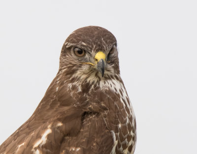 Common Buzzard
