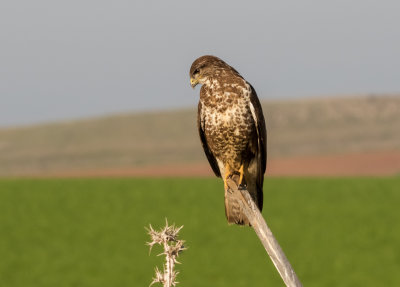 Common Buzzard