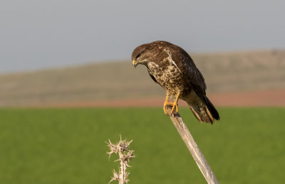 Common Buzzard