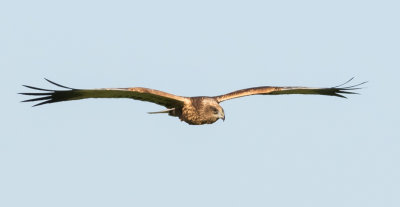 Marsh Harrier