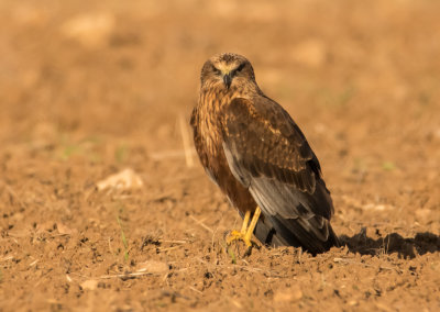 Marsh Harrier