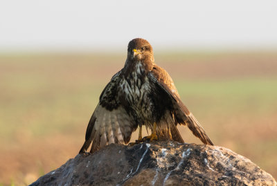 Common Buzzard