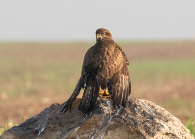 Common Buzzard