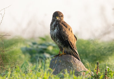 Common Buzzard