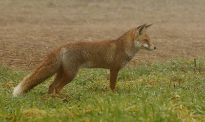  Red Fox