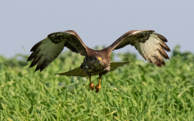 Common Buzzard