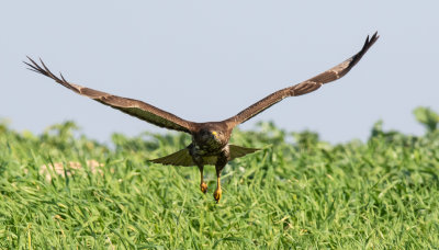 Common Buzzard