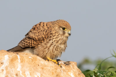 Common Kestrel