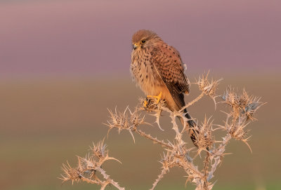 Common Kestrel