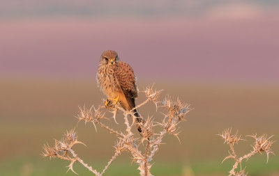 Common Kestrel