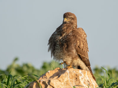 Common Buzzard