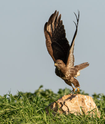 Common Buzzard