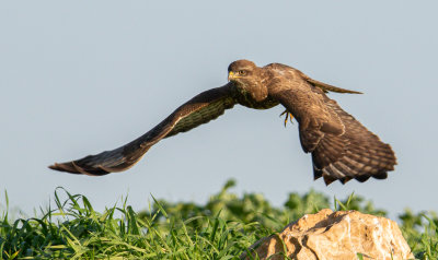 Common Buzzard