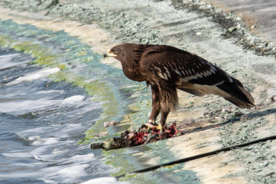 Greater Spotted Eagle