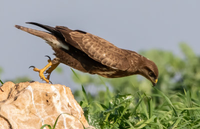 Common Buzzard