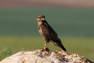 Common Buzzard