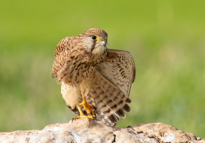 Common Kestrel