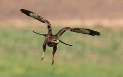 Common Buzzard