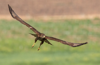 Common Buzzard