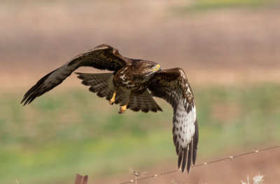 Common Buzzard