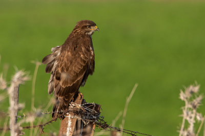 Common Buzzard