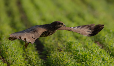 Common Buzzard