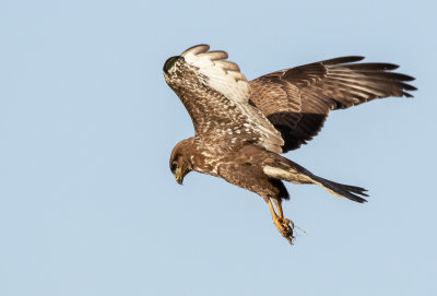 Common Buzzard