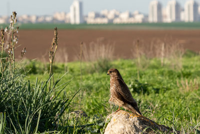 Common Buzzard