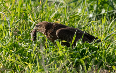 Common Buzzard
