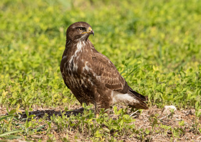Common Buzzard