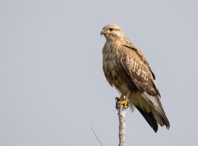 Long Legged Buzzard