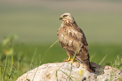 Long Legged Buzzard