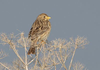 Corn Bunting