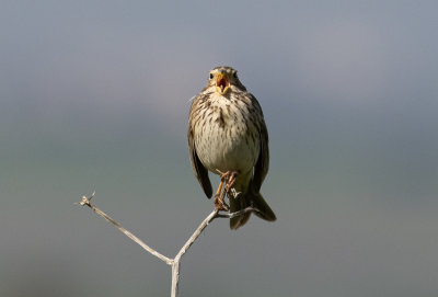 Corn Bunting