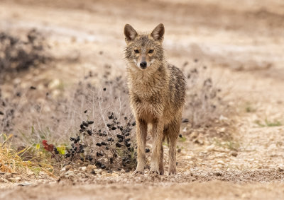 Golden Jackal