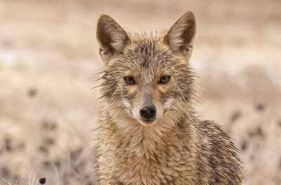 Golden Jackal