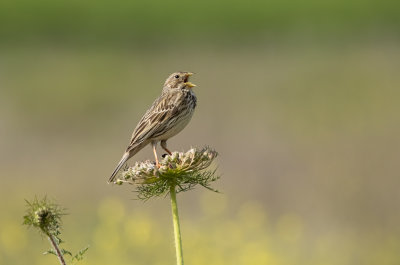 Corn Bunting