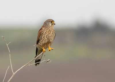Common Kestrel