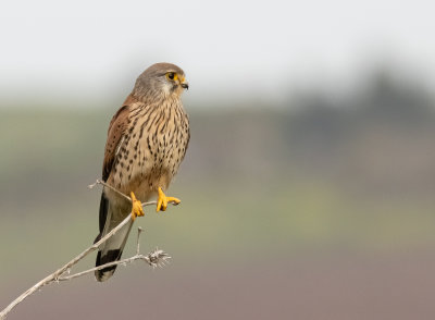 Common Kestrel
