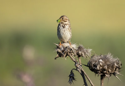 Corn Bunting