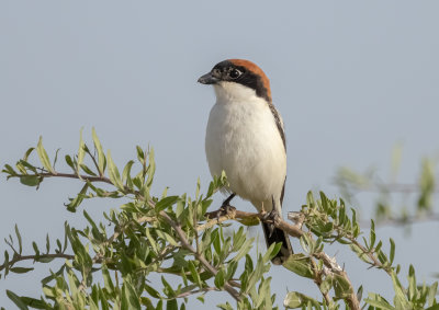 Woodchat Shrike