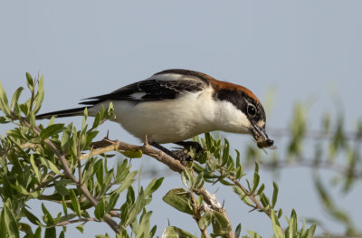 Woodchat Shrike