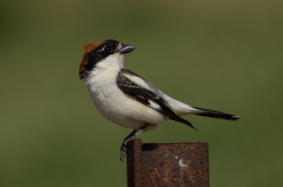 Woodchat Shrike