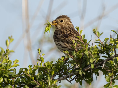 Corn Bunting