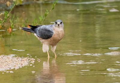 Levant Sparrowhawk