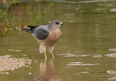 Levant Sparrowhawk